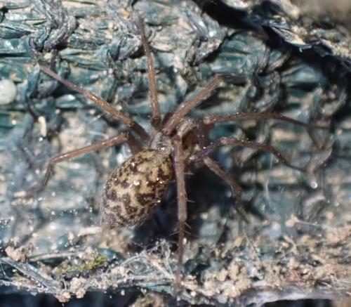 Eratigena sp.